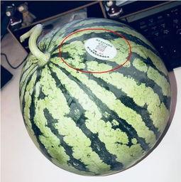 500块网红吃瓜,揭秘网红圈背后的真实故事