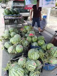 澳门网红吃瓜事件,揭秘网络舆论背后的真相与争议