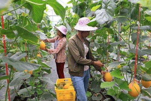 网红吃瓜的群,揭秘娱乐圈幕后风云