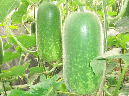 吃瓜网每日大赛cgw,CGW精彩瞬间大盘点