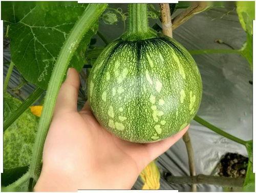 江苏百万网红吃瓜视频,揭秘吃瓜视频背后的狂欢盛宴