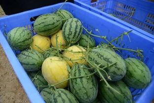 庆阳网红吃瓜群微信,揭秘网络社交圈的趣味与争议